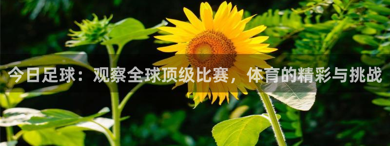 今日足球：观察全球顶级比赛，体育的精彩与挑战