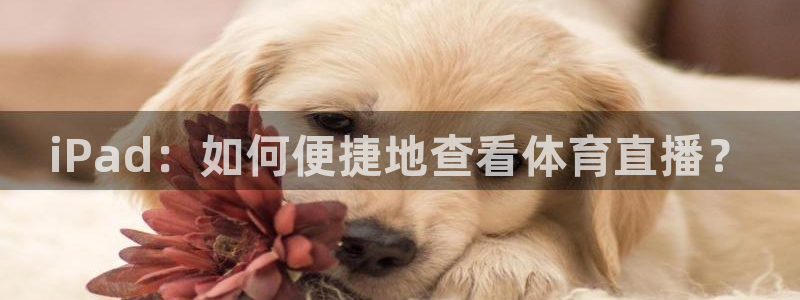 iPad：如何便捷地查看体育直播？